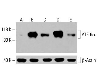 ATF-6α Antibody (F-7) - Western Blotting - Image 413754
