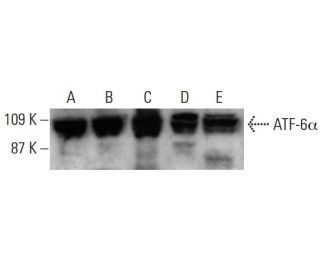 western blotting image from recommended ATF-6&alpha; (F-7) monoclonal antibody replacement. Image 387997