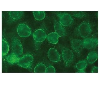 ATF-6α Antibody (F-7) | SCBT - Santa Cruz Biotechnology