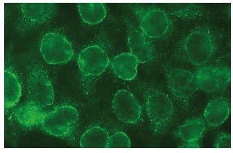 greenページ ATF-6α Antibody (F-7) | SCBT - Santa Cruz Biotechnology