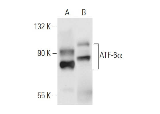 atf-6alpha-antibody-f-7-