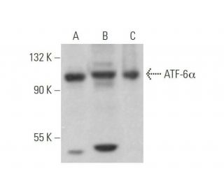 【sei】速達 ATF-6α Antibody (F-7) | SCBT - Santa Cruz Biotechnology