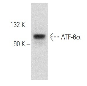 ATF-6α Antibody (F-7): sc-166659