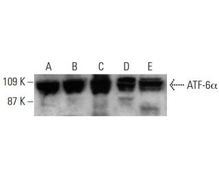 ATF-6α Antibody (F-7)