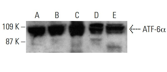 ゆ　① ATF-6α Antibody (F-7) | SCBT - Santa Cruz Biotechnology