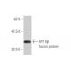 ATF-6β Antibody (4D10) - Western Blotting - Image 348461 
