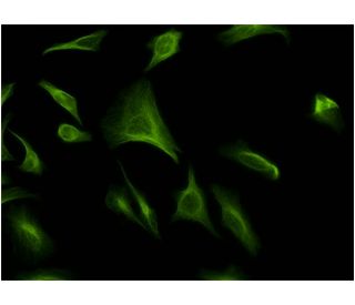 immunofluorescence image from recommended ATF-6&beta; (4D10) monoclonal antibody replacement. Image 346115