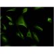 immunofluorescence image from recommended ATF-6β (4D10) monoclonal antibody replacement. Image 346115