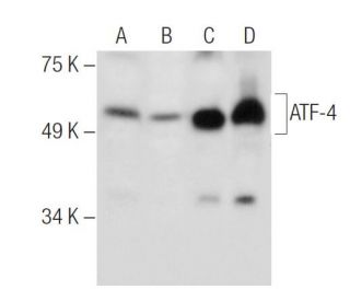 ATF4 Antibody (B-3) - Western Blotting - Image 285874