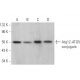 Dieser polyklonale Antikörper wird nicht mehr hergestellt. Wir empfehlen Ihnen unseren <a href="atg12-antibody-c-6">Atg12 (C-6)</a> monoklonalen Antikörper (Beispielsdaten werden angezeigt). western blotting image from recommended Atg12 (C-6) monoclonal antibody replacement. Image 380789