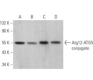Atg12 Antibody (C-6) - Western Blotting - Image 380789