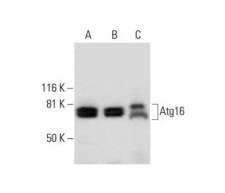 Atg16 Antibody (E-10) - Western Blotting - Image 294471 