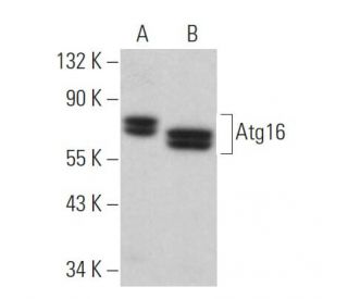 Atg16 Antibody (E-10) - Western Blotting - Image 364464