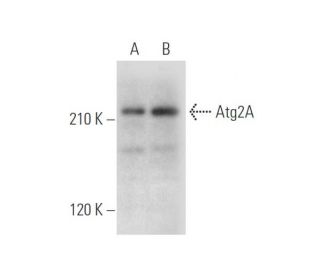 Atg2A Antibody (G-1) - Western Blotting - Image 316285