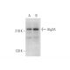 Atg2A Antibody (G-1) - Western Blotting - Image 316285