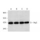 Atg3 Antibody (A-3) - Western Blotting - Image 297078 