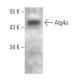 Atg4a Antibody (1458CT808.66.25.69) - Western Blotting - Image 374587