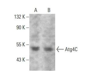 Atg4C Antibody (287CT12.2.2) - Western Blotting - Image 385112
