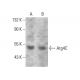 Atg4C Antibody (287CT12.2.2) - Western Blotting - Image 385112