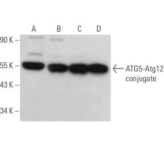 APG5/ATG5 Antibody (E-9) - Western Blotting - Image 376149 