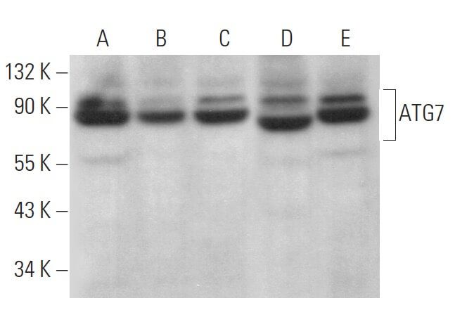 ATG7 Antibody (B-9) | SCBT - Santa Cruz Biotechnology