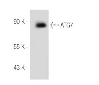 ATG7 Antibody (B-9) - Western Blotting - Image 154700 