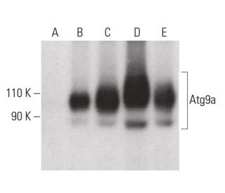 Atg9a Antibody (F-3) - Western Blotting - Image 399641 