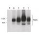 Atg9a Antibody (F-3) - Western Blotting - Image 399641 