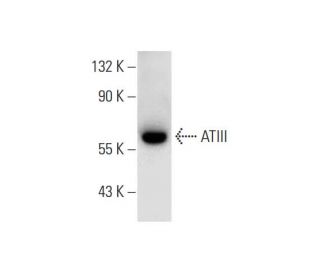 ATIII Antibody (H-7) - Western Blotting - Image 299014 