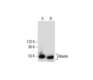 Atlastin Antibody (B-12) - Western Blotting - Image 286078 
