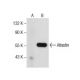 Atlastin Antibody (E-9) - Western Blotting - Image 157550