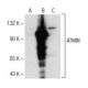 ATMIN Antibody (E-12) - Western Blotting - Image 150561 