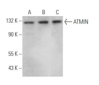 ATMIN Antibody (E-12) - Western Blotting - Image 370832 