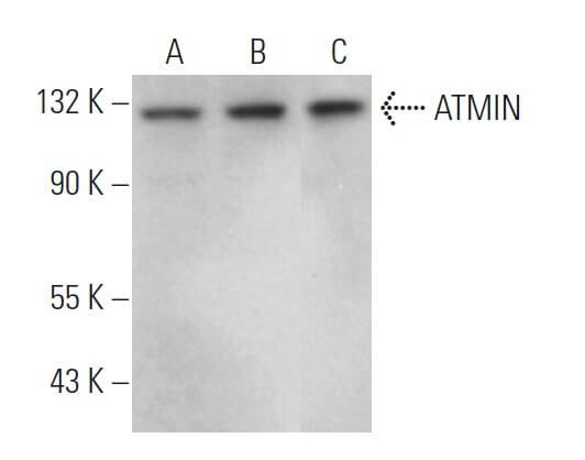 ATMIN Antibody (E-12) | SCBT - Santa Cruz Biotechnology