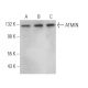 ATMIN Antibody (E-12) - Western Blotting - Image 370832 