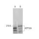 ATP10A Antibody (G-9) - Western Blotting - Image 376437