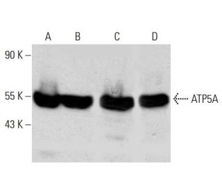 ATP5A Antibody (51) - Western Blotting - Image 387333 