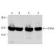 ATP5A Antibody (51) - Western Blotting - Image 387333 