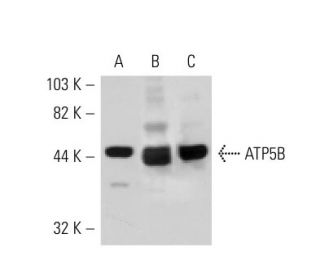 ATP5B Antibody (A-8): sc-74549