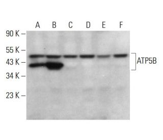 ATP5B Antibody (A-8) - Western Blotting - Image 376145 