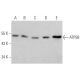 western blotting image from recommended ATP5B (E-1) monoclonal antibody replacement. Image 356242