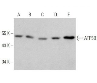 ATP5B Antibody (E-1) - Western Blotting - Image 356242 