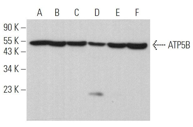 ATP5B抗体 (H-3) | SCBT - Santa Cruz Biotechnology