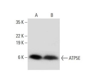 ATP5E Antibody (A-11) - Western Blotting - Image 297140