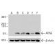 ATP5E Antibody (A-12) - Western Blotting - Image 415307 