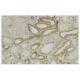 ATP5E Antibody (Z88) - Immunohistochemistry - Image 35917 