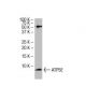 ATP5E Antibody (Z88) - Western Blotting - Image 33522