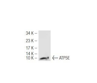 ATP5E Antibody (Z88) - Western Blotting - Image 45851 