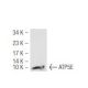 ATP5E Antibody (Z88) - Western Blotting - Image 45851 
