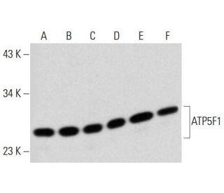 ATP5F1 Antibody (C-12) - Western Blotting - Image 320450 
